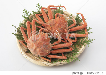 セコガニ　セイコガニ 108539483