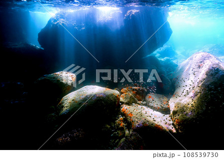 キンメモドキ03_海の洞窟に差し込む光_熱海_20231103 キンメモドキ03_海の洞窟に差し込む光_熱海_20231103 108539730