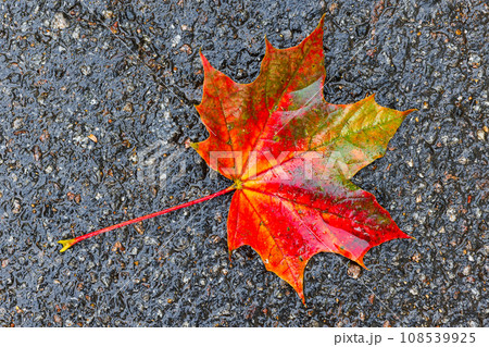 Colorful maple leaf lays on wet asphalt road. Top view 108539925