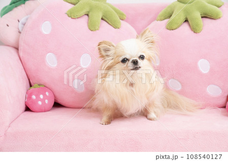 ピンクのソファーにのったチワワのラナ 108540127