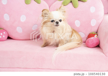 ピンクのソファーにのったチワワのラナ 108540130