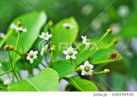 ソヨゴの可憐な白い花（春、五月） 108540436