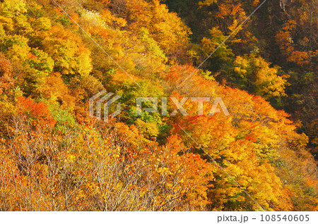 新潟県魚沼市枝折峠に向かう国道352号から見る山々の紅葉 新潟県魚沼市枝折峠に向かう国道352号から見る山々の紅葉 108540605