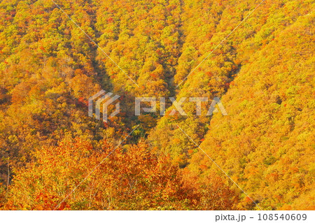 新潟県魚沼市枝折峠に向かう国道352号から見る山々の紅葉 新潟県魚沼市枝折峠に向かう国道352号から見る山々の紅葉 108540609
