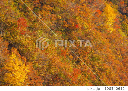 新潟県魚沼市枝折峠に向かう国道352号から見る山々の紅葉 108540612