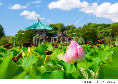 東京都 夏の上野公園、不忍池 東京都 夏の上野公園、不忍池 108540663