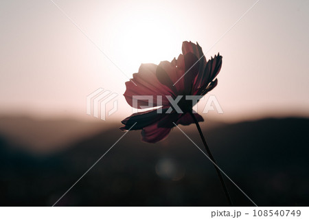 コスモス 108540749