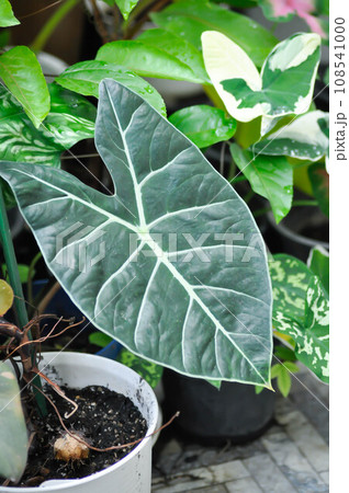 Alocasia longiloba Satun or alocasia black, alocasia black satun or Araceae 108541000