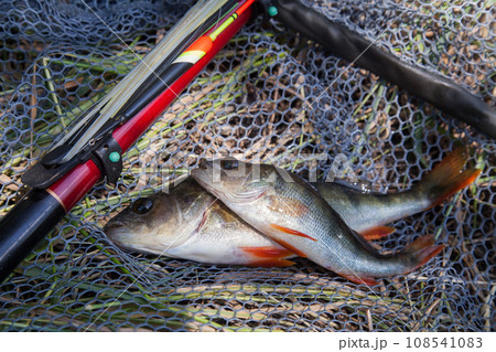 Common perch or European perch (Perca Fluviatilis) with float rod on black fishing net.. 108541083