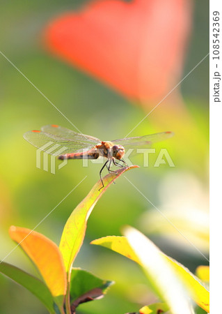 羽を休める赤トンボ 108542369