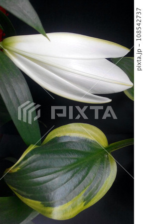 White flower of lily bud and green hosta leaf on black background White flower of lily bud and green hosta leaf on black background 108542737