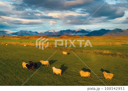 Aerial top view of sheeps with mountains in Iceland islands in the summer season, Europe hills, nature landscape. Animals. 108542951