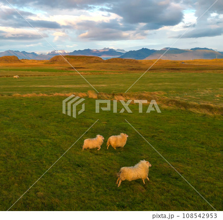 Aerial top view of sheeps with mountains in Iceland islands in the summer season, Europe hills, nature landscape. Animals. Aerial top view of sheeps with mountains in Iceland islands in the summer season, Europe hills, nature landscape. Animals. 108542953
