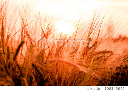 Golden ears of wheat on the field 108543093