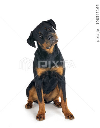puppy rottweiler in studio 108543166