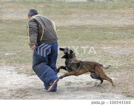 training of belgian shepherd 108543168