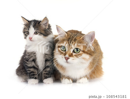 kitten and mother Kurilian Bobtail in studio kitten and mother Kurilian Bobtail in studio 108543181