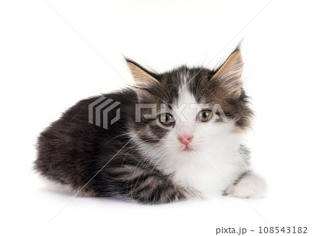 young Kurilian Bobtail in studio young Kurilian Bobtail in studio 108543182