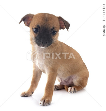 puppy chihuahua in studio puppy chihuahua in studio 108543183