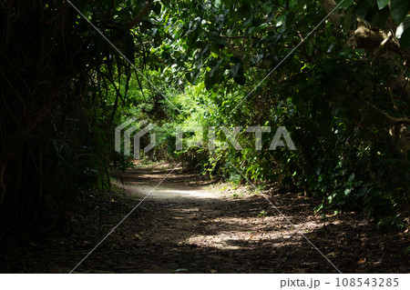 木漏れ日の小路 108543285