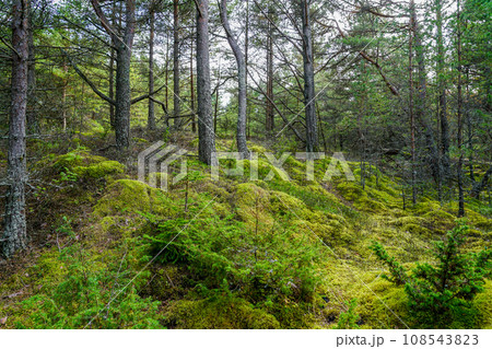A fabulous, with small green mossy hills covered forest landscape, forest floor, mosses 108543823