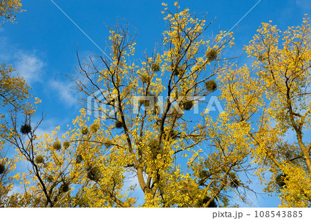 Omela Viscum album growing on tree 108543885