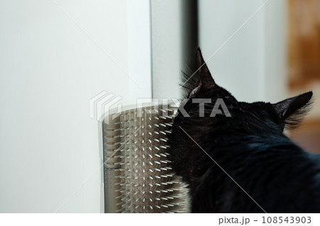 Happy black cat massage its own cheek 108543903