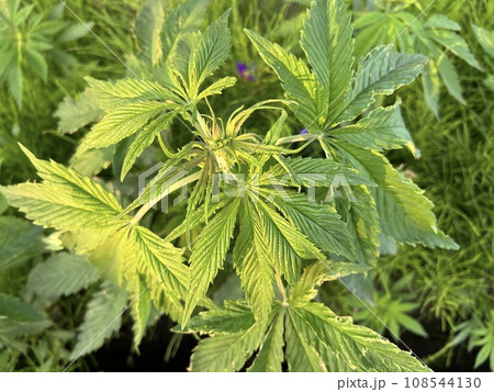 大麻の葉 108544130