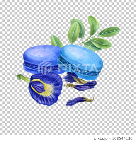 Set of two French macarons with fresh and dried butterfly pea flower, green leaves. Bluebellvine, cordofan pea, clitoria ternatea. Blue almond cakes, buds. Watercolor illustration for package, label 108544136