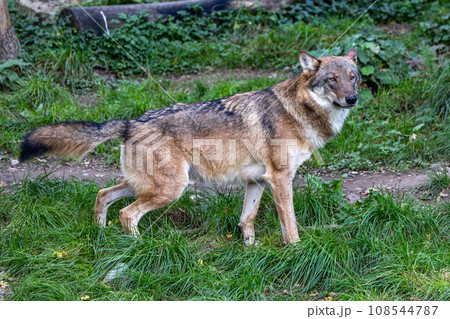European Grey Wolf, Canis lupus in a german park European Grey Wolf, Canis lupus in a german park 108544787
