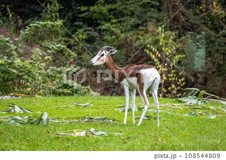 Dama gazelle, Gazella dama mhorr or mhorr gazelle is a species of gazelle 108544809