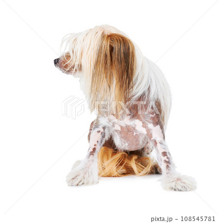 Chinese Crested dog, studio and pet isolated by white background for care, health and wellness. Canine animal, puppy and profile with natural fur coat with rescue for safety, pedigree and adoption 108545781
