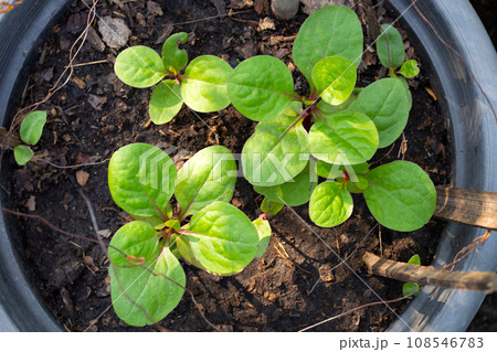 Ceylon spinach or basella rubra linn 108546783