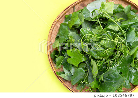 Lvy Gourd leaves on white background. Lvy Gourd leaves on white background. 108546797