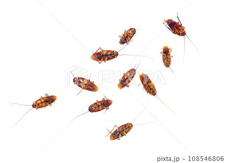 Group of dead cockroach on white background Group of dead cockroach on white background 108546806