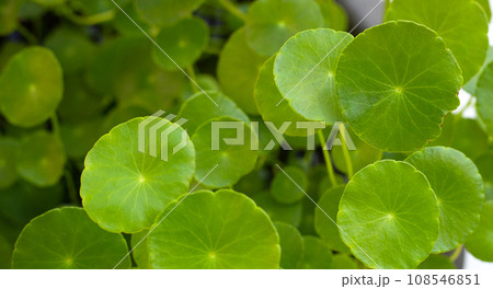 Fresh green centella asiatica plant 108546851