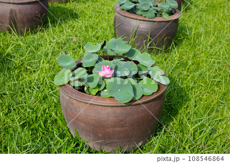 Beautiful water lily. Lotus water plant in a pot Beautiful water lily. Lotus water plant in a pot 108546864