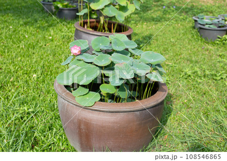 Beautiful water lily. Lotus water plant in a pot Beautiful water lily. Lotus water plant in a pot 108546865