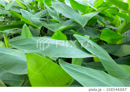 Thalia dealbata plant in the park Thalia dealbata plant in the park 108546887