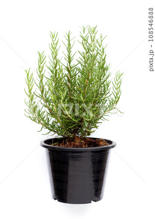 Rosemary in a pot on white background. Rosemary in a pot on white background. 108546888
