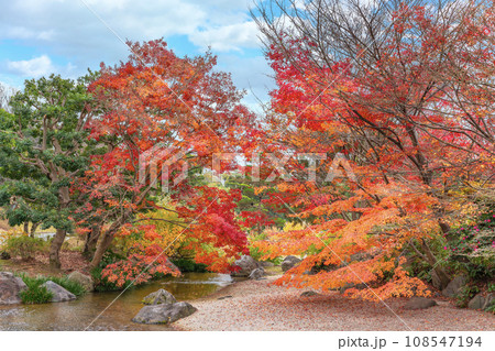 [大阪・吹田] 万博記念公園の日本庭園の水路を覆う紅葉。 108547194