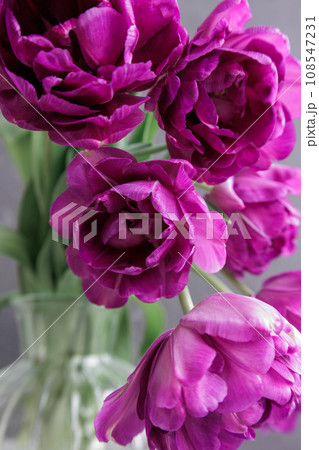 bouquet of gray red lilac tulips in glass vase on dark background. flower bouquet in vase on table 108547231