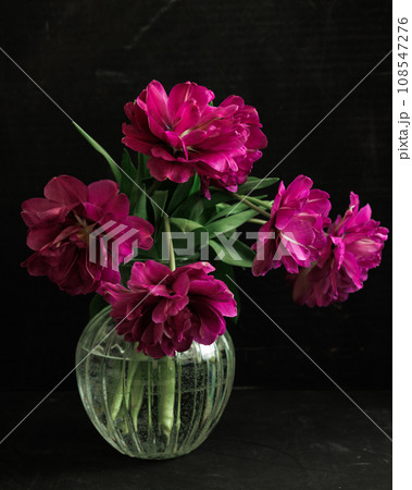 bouquet of dark red lilac tulips in glass vase on dark background. flower bouquet in vase on table 108547276