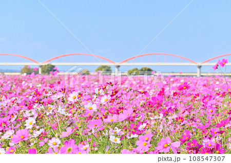 吹上コスモス畑 埼玉県 鴻巣市 吹上コスモス畑 埼玉県 鴻巣市 108547307