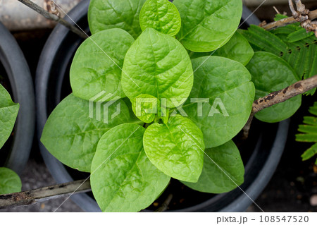 Ceylon spinach or basella rubra linn 108547520