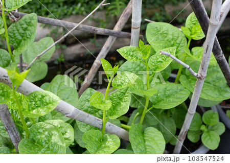 Ceylon spinach or basella rubra linn Ceylon spinach or basella rubra linn 108547524