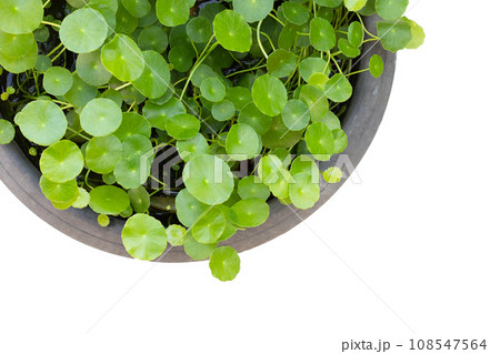 Fresh green centella asiatica plant Fresh green centella asiatica plant 108547564