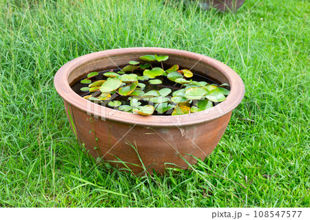 Beautiful water lily. Lotus water plant in a pot 108547577