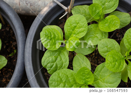 Ceylon spinach or basella rubra linn 108547593