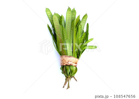 Leucaena leucocephala isolated on white background 108547656